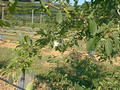 #8: One of the young apple trees