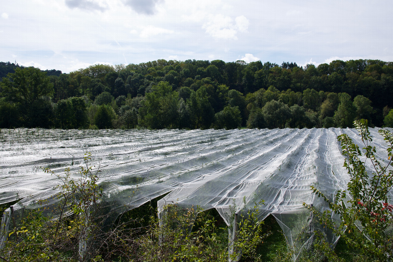 The confluence point lies 66m away, in this apple orchard.  (This is also a view to the South.)