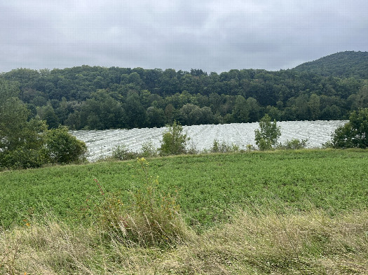#1: View from the road (100m north) towards the CP located in the orchard