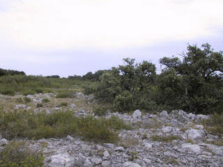 #1: Sparse vegetation