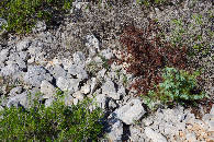 #5: Ground cover at the confluence point