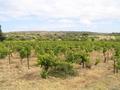 #5: the vineyard near Sigean