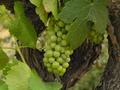 #7: the grapes are not yet ripe in July