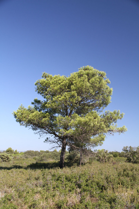 Pine tree