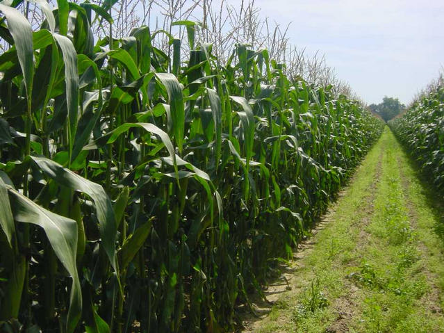 Heading South, path in the middle of the corn field