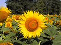 #6: Sunflower + Bee!