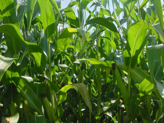 Heading East, corn field