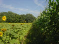 #4: Heading North, the path between sunflowers and corn