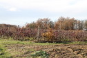 #8: Small vineyard, about 80 metres from the CP