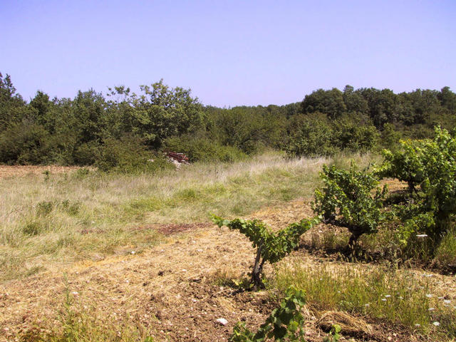 View from the vineyard at the confluence