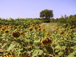 #1: View from the sunflower field at the confluence