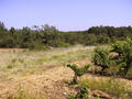 #3: View from the vineyard at the confluence