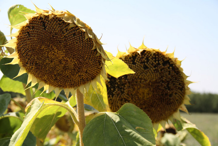 Sunflowers