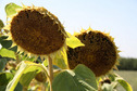 #8: Sunflowers