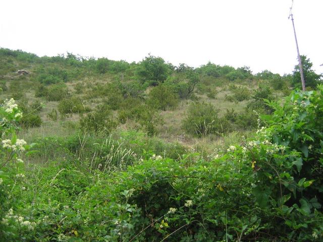 North, the other side of the road is thorny scrub, on the sun baked south facing hillside.