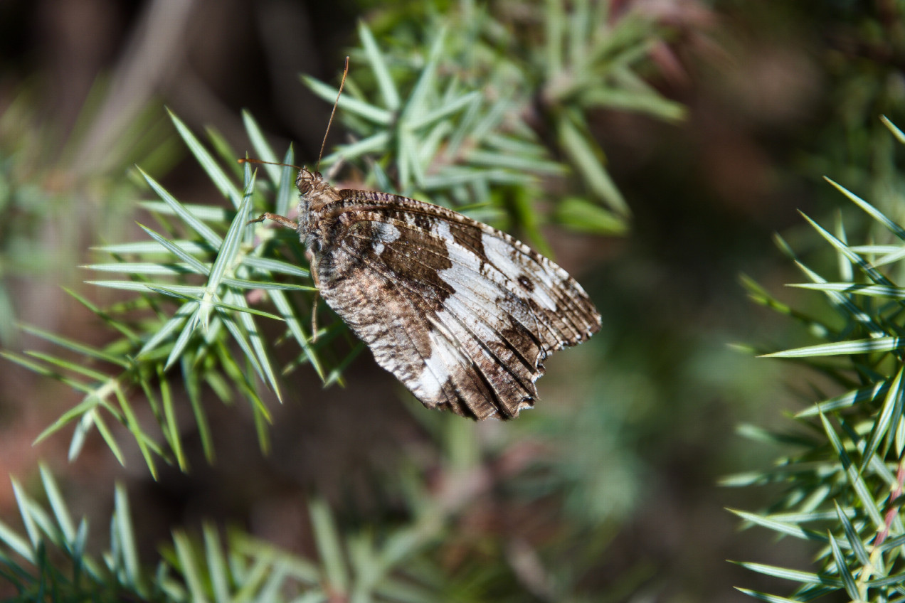 A butterfly ("Great Banded Grayling") seen near the point