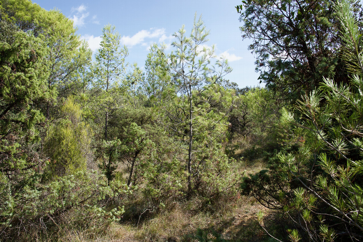 The confluence point lies in scrubby vegetation, with small pine trees all around.   (This is also a view to the East.)