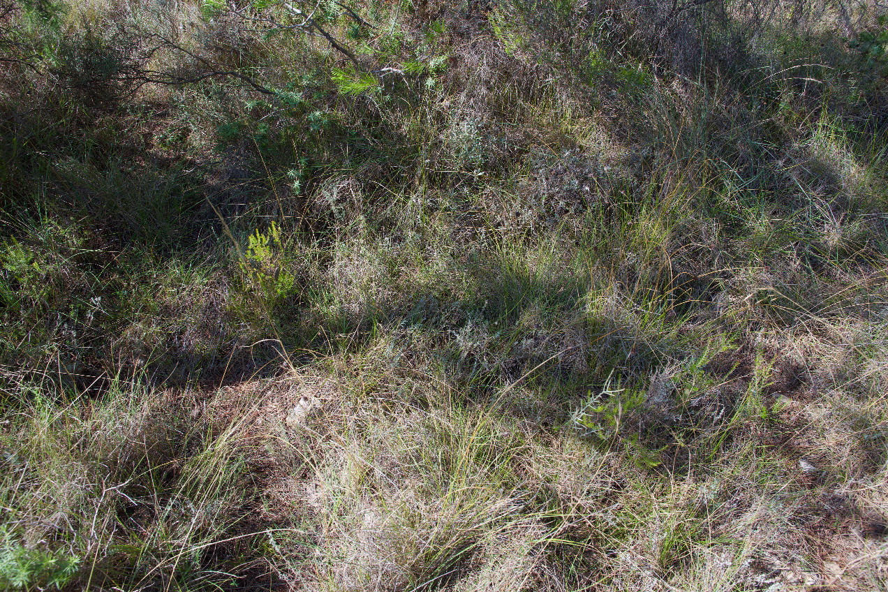 Ground cover at the confluence point