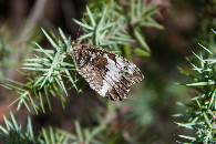 #12: A butterfly ("Great Banded Grayling") seen near the point