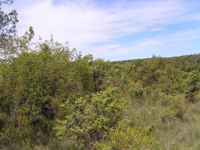 Looking West