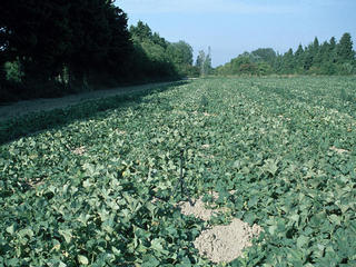 #1: View of the confluence point in the middle of a melon field