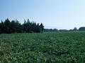 #2: View from the confluence point to the east