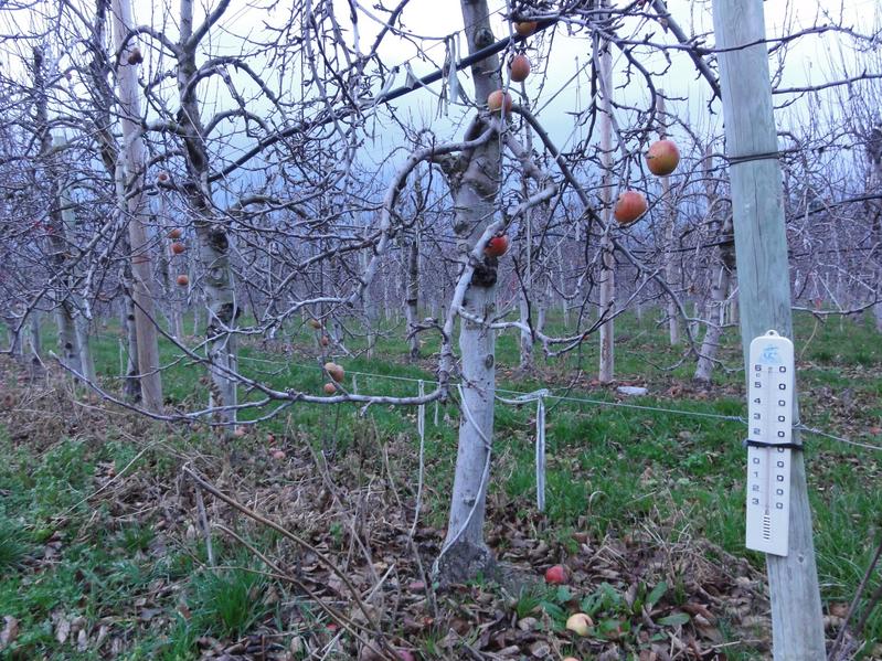 Apple trees