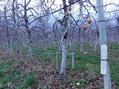 #7: Apple trees