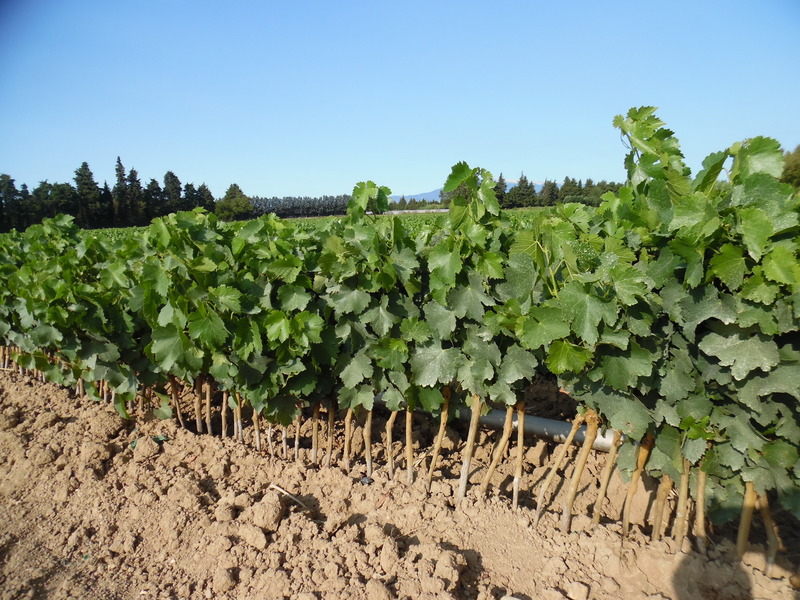 Vine nursery stocks? in nearby field 