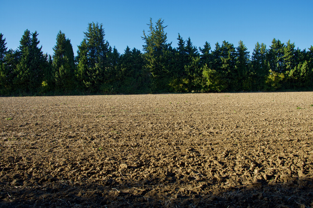 Looking North from the other side of the hedgerow, we see another field that looks just the same!