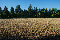 #7: Looking North from the other side of the hedgerow, we see another field that looks just the same!