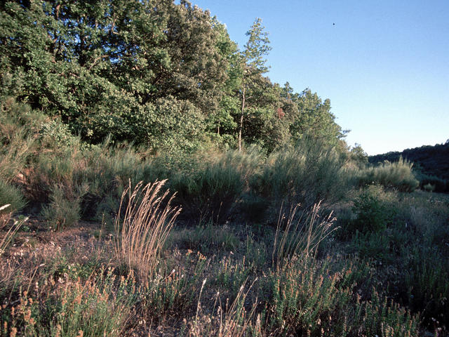 View on the confluence point in the scrub