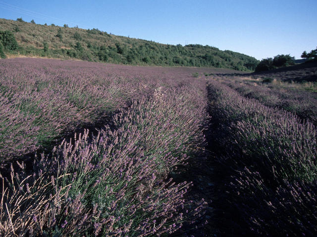 Lavender field near confluence point