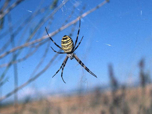 "Beautiful" black-yellow spider in lavender field