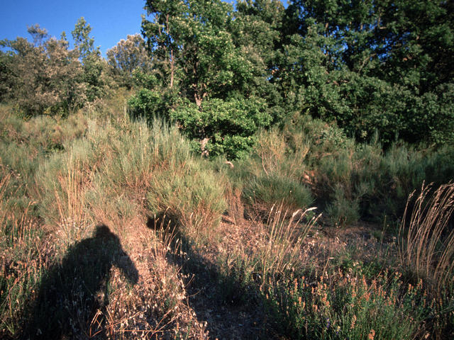 View on confluence point from about 20 m distance