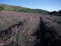 #2: Lavender field near confluence point