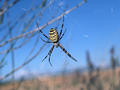 #3: "Beautiful" black-yellow spider in lavender field