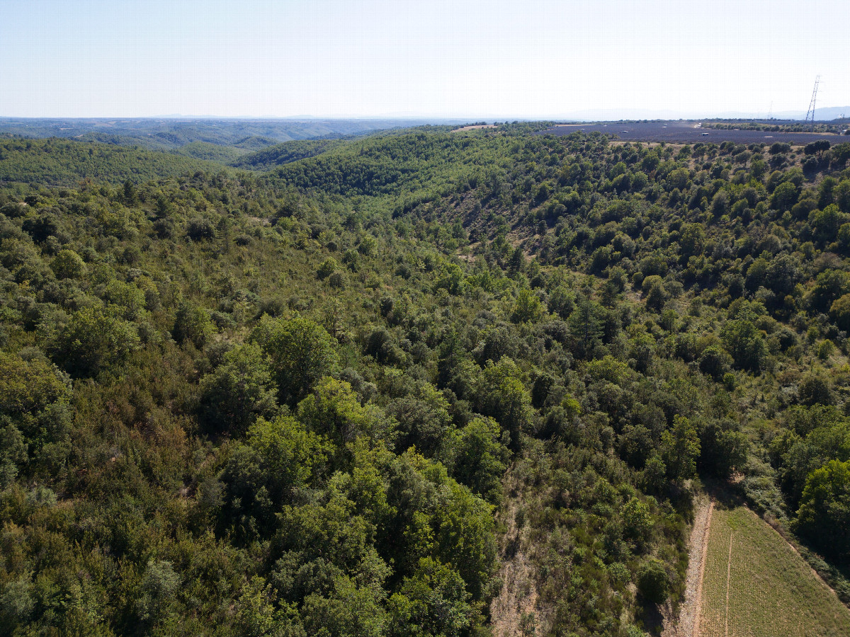 View South, from 50m above the point