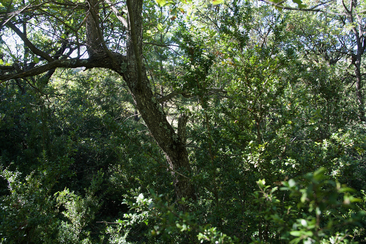 The confluence point lies in thick scrub, on a hillside next to a farm field.   (This is also a view to the West, towards the field.)