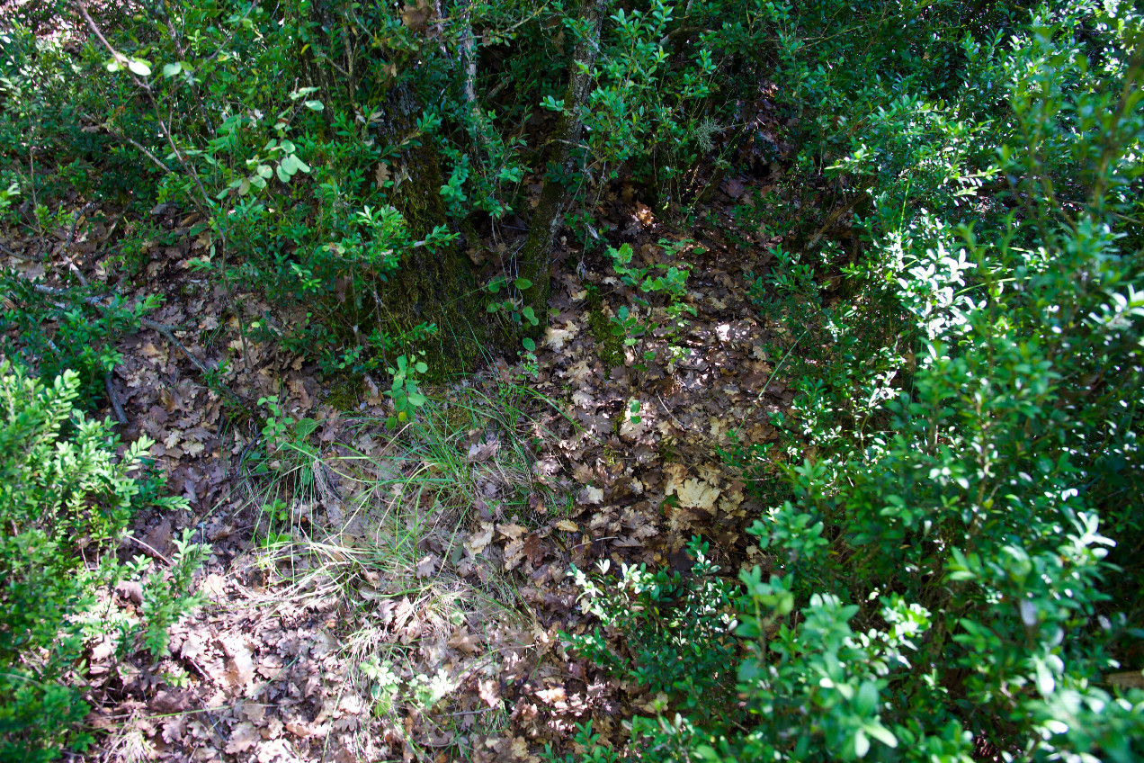 Ground cover at the confluence point