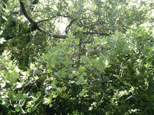 The confluence point - trees all over