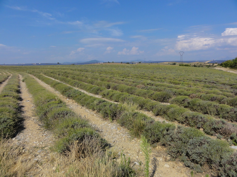 Lavender field and photovoltaic sub-unit plant in the distance