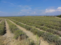 #9: Lavender field and photovoltaic sub-unit plant in the distance