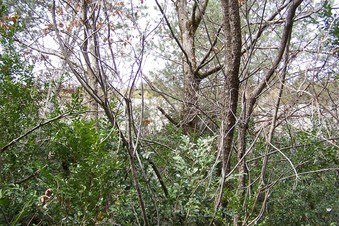 #1: General view of the confluence (towards N)