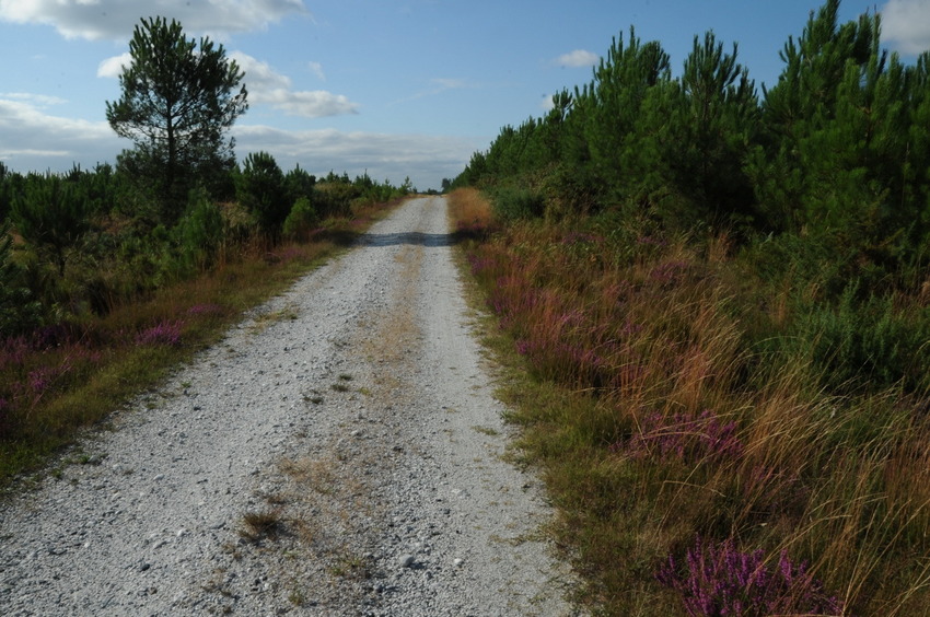 The road next to the confluence point