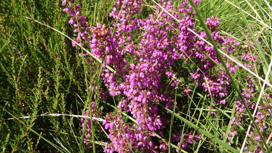 Heath on the ground of the CP 44N 1W