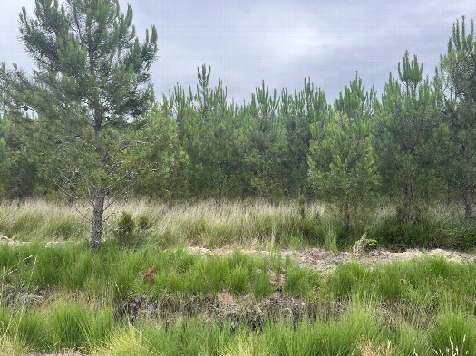 #1: View from the road, the CP is 100m in the forest