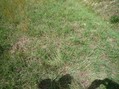 #5: The ground is covered by grass