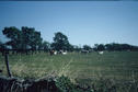 #5: the "owners" of the confluence point ... bulls that live near and at the confluence point.