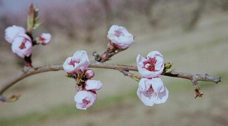 Orchard blossom in detail